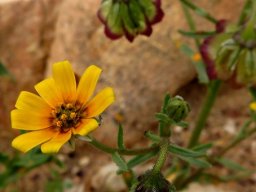 Osteospermum monstrosum lightly marked rays