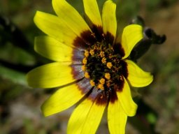 Osteospermum monstrosum flowerhead