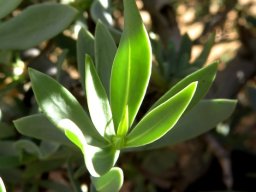 Osteospermum oppositifolium leaves