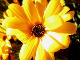 Osteospermum oppositifolium flowerhead