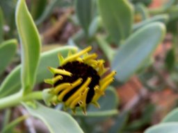Osteospermum oppositifolium flowerhead nearly there