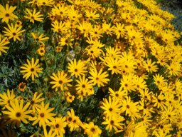 Osteospermum oppositifolium