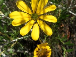 Osteospermum sinuatum var. sinuatum floral contrast
