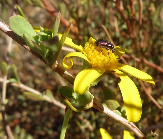 Othonna coronopifolia fulfilling a contract