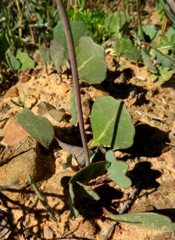 Othonna hederifolia leaves