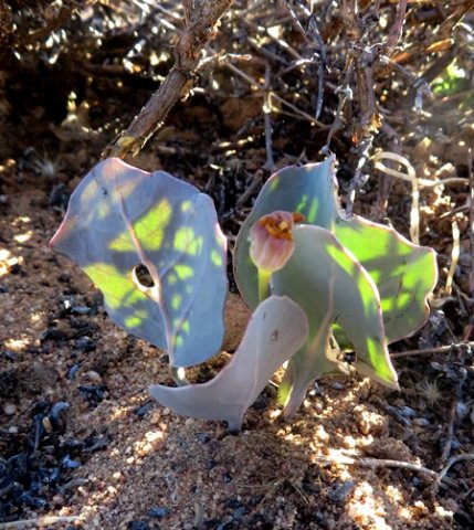 Othonna hederifolia short peduncle