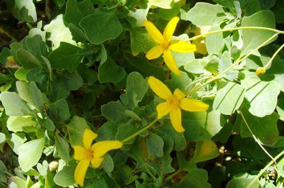 Othonna lobata