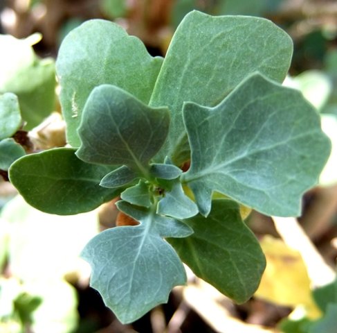 Othonna lobata leaves