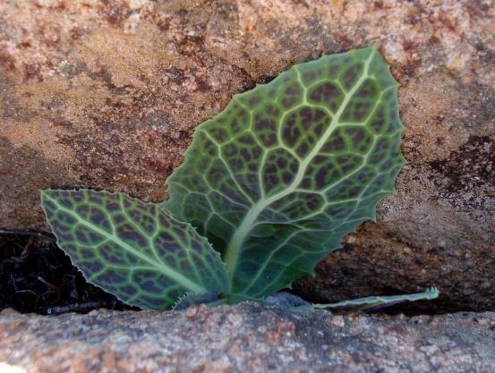 Othonna macrophylla colourful embellishment