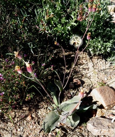 Othonna macrophylla