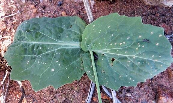 Othonna macrophylla leaves opposing, not opposite 