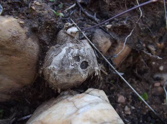 Othonna perfoliata tuber
