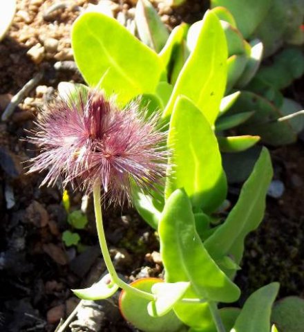 Othonna perfoliata coloured bristles