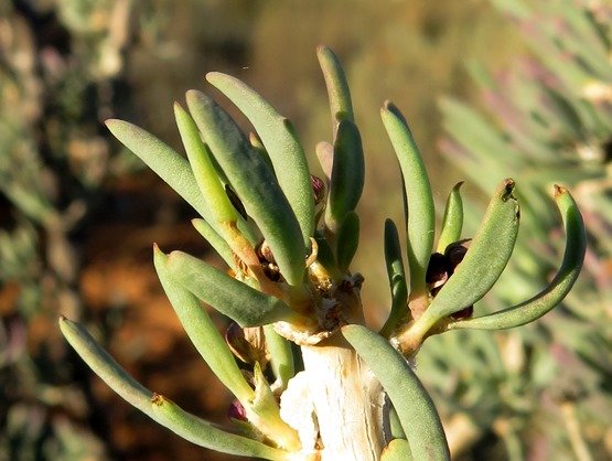 Othonna ramulosa leaves