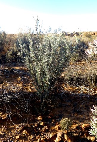 Othonna ramulosa