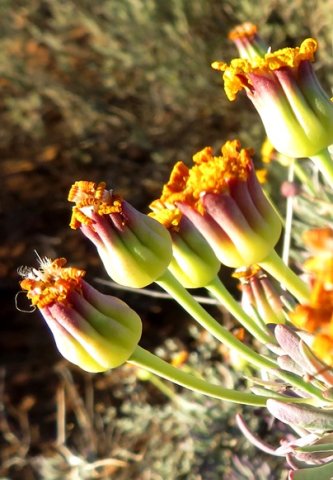 Othonna ramulosa old involucres