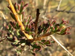Othonna coronopifolia leaves partly purple-red