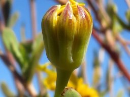 Othonna coronopifolia opening bud