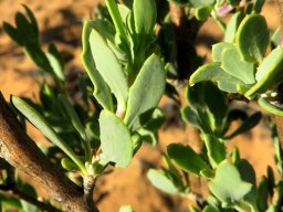 Othonna coronopifolia toothed leaves