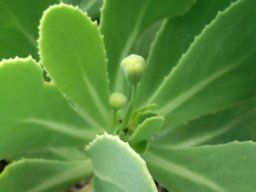 Othonna dentata healthy stem-tip