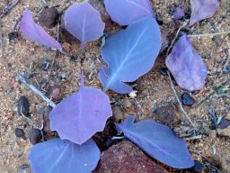 Othonna hederifolia leaves