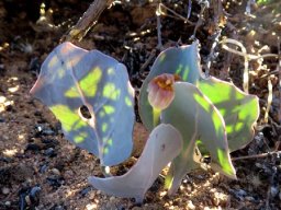 Othonna hederifolia short peduncle