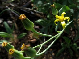 Othonna lobata last flowerhead