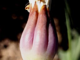 Othonna macrophylla clasping fingers