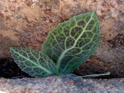 Othonna macrophylla colourful embellishment