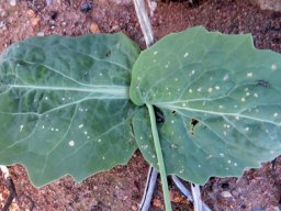 Othonna macrophylla leaves opposing, not opposite 