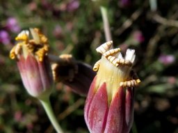 Othonna macrophylla fruiting