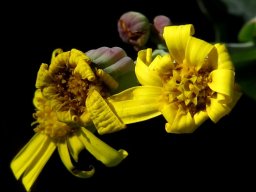 Othonna macrophylla uneven rays
