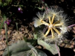 Othonna macrophylla fruit prepared for flight