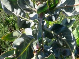 Othonna parviflora leafy stem