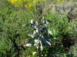Othonna parviflora