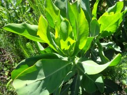 Othonna parviflora leaves