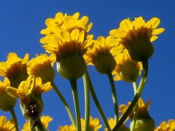 Othonna parviflora flowerhead bases