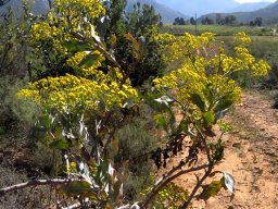 Othonna parviflora on the Piketberg Mountain