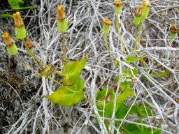 Othonna perfoliata floral remains