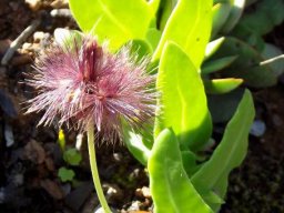 Othonna perfoliata coloured bristles