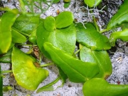 Othonna perfoliata