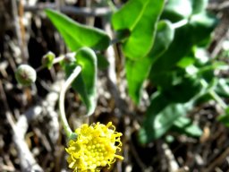 Othonna perfoliata flowerhead