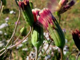 Othonna perfoliata fruit beginnings