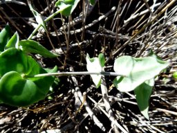 Othonna perfoliata bending stem