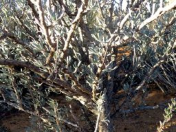 Othonna ramulosa stem base