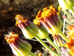 Othonna ramulosa old involucres