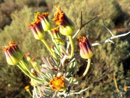 Othonna ramulosa yesterdays dry growth remains