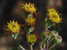 Othonna retrofracta inflorescence