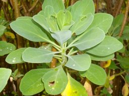 Othonna triplinervia leafy stem tip