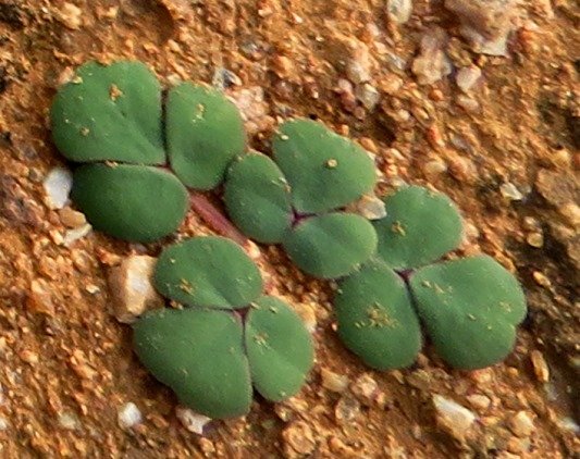 Oxalis ambigua leaves